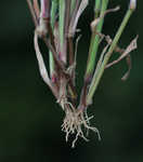 Broadleaf signalgrass